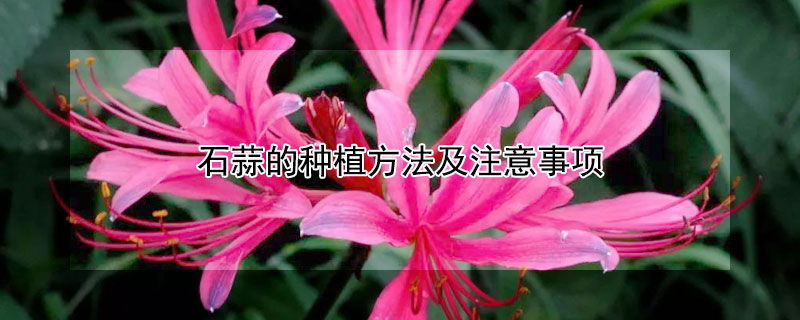 石蒜的种植方法及注意事项 石蒜的种植方法及注意事项图片