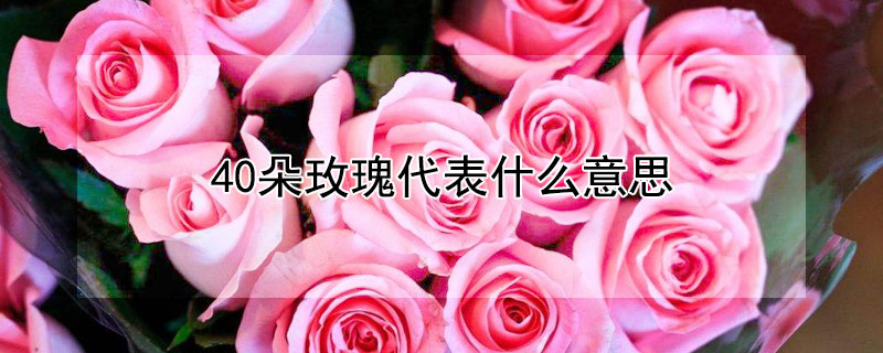 40朵玫瑰代表什么意思 43朵玫瑰代表什么意思