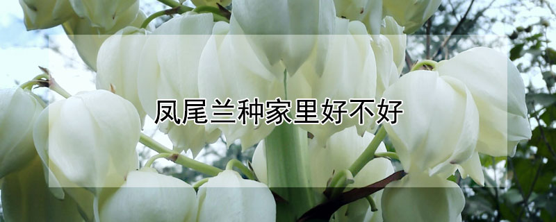 凤尾兰种家里好不好 凤尾兰种家里好不好风水