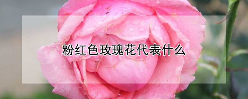 粉红色玫瑰花代表什么 粉红色玫瑰花代表什么意思?11朵