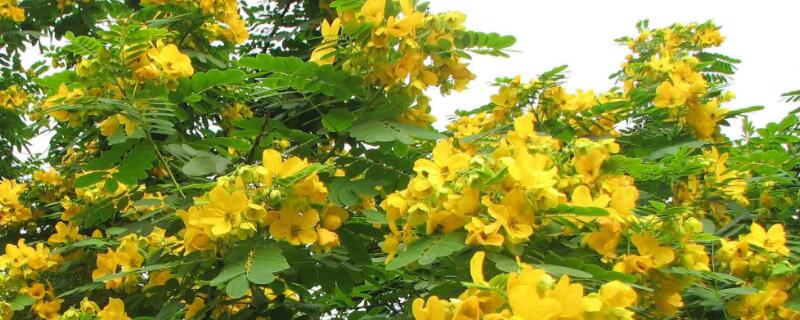 黄槐决明花语寓意（黄槐决明介绍）