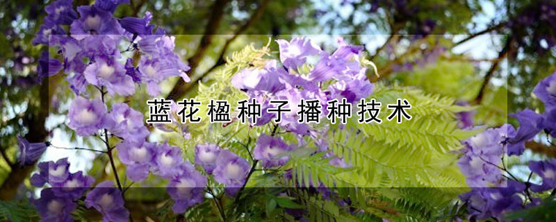 蓝花楹种子播种技术（蓝花楹种子播种技术视频）