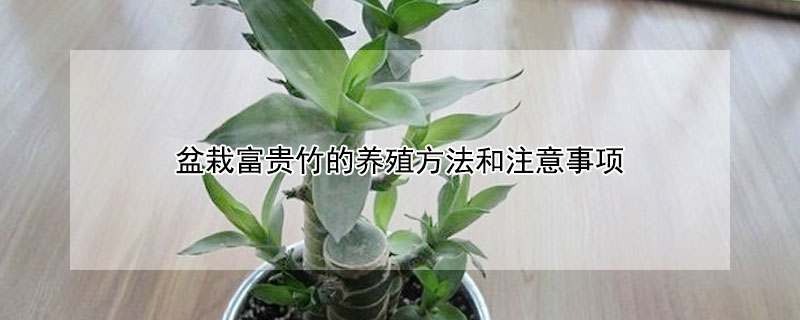 盆栽富贵竹的养殖方法和注意事项 盆栽富贵竹的养殖方法和注意事项有哪些