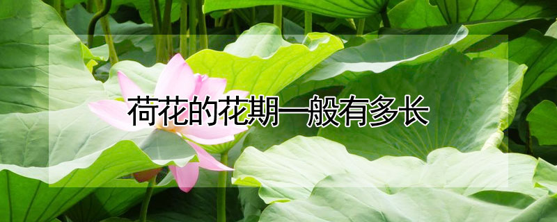 荷花的花期一般有多长（荷花的花期一般有多长呢）