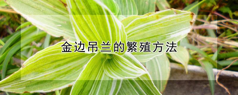 金边吊兰的繁殖方法（金边吊兰的繁殖方法和注意事项视频）
