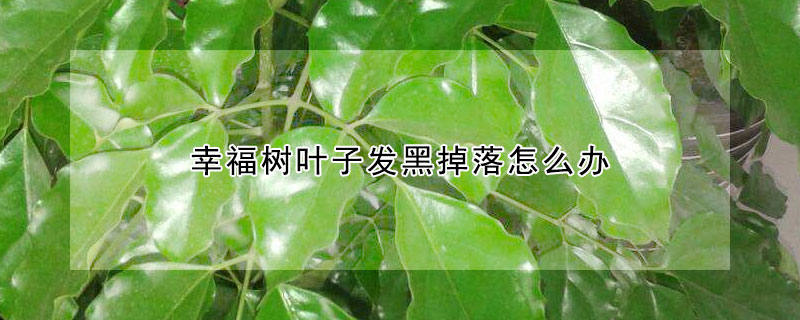 幸福树叶子发黑掉落怎么办 幸福树叶子发黑发焦怎么办