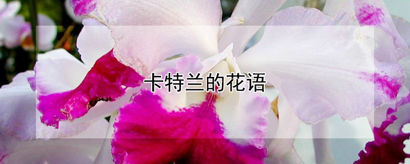 卡特兰的花语 卡特兰的花语和寓意