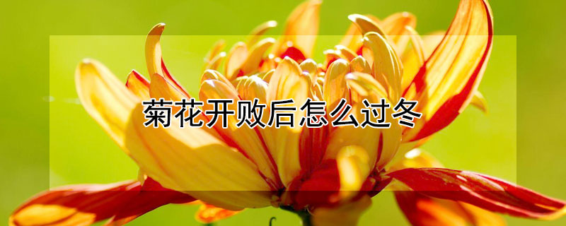 菊花开败后怎么过冬（冬季菊花开败后怎么处理）