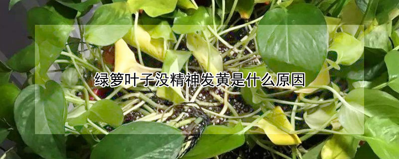 绿箩叶子没精神发黄是什么原因（绿箩叶子没精神怎么办能活过来吗）