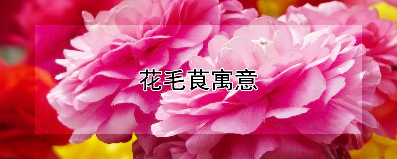 花毛茛寓意 花毛茛风水