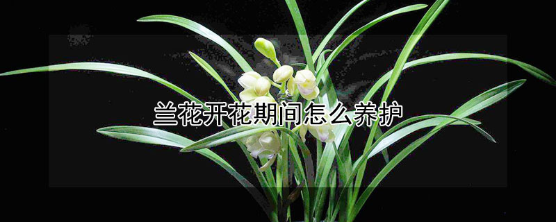 兰花开花期间怎么养护（兰花开花期间怎么养护好）
