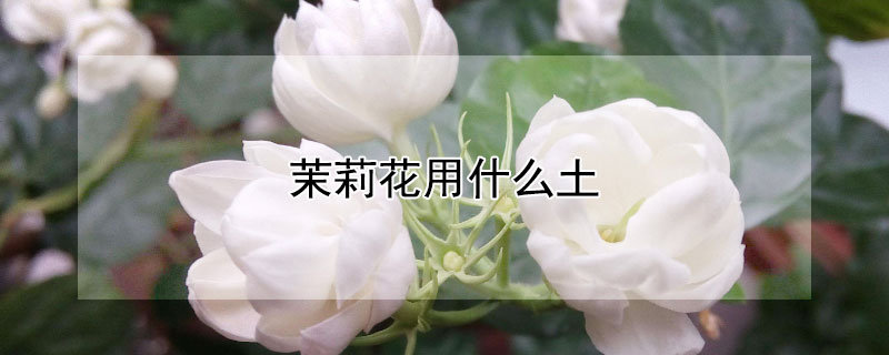 茉莉花用什么土（茉莉花用什么土种植最好）