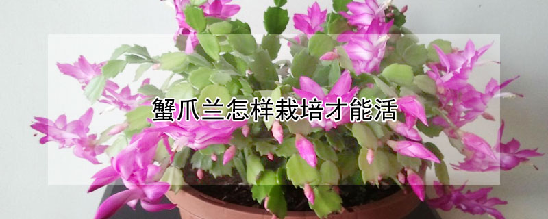 蟹爪兰怎样栽培才能活（蟹爪兰怎样栽培才能活得更久）