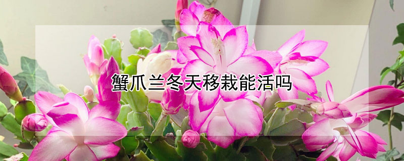蟹爪兰冬天移栽能活吗 蟹爪兰冬天移栽能活吗视频