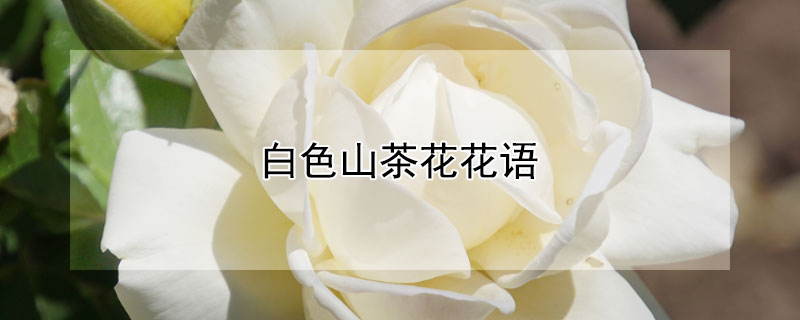 白色山茶花花语 白色山茶花花语及代表意义