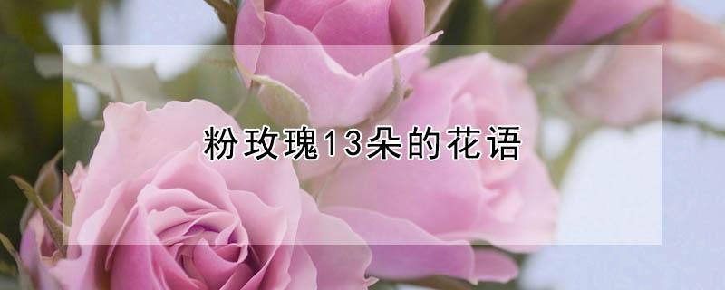 粉玫瑰13朵的花语 粉玫瑰13朵花语是什么意思啊