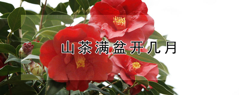 山茶满盆开几月（山茶满盆开几月份开花）