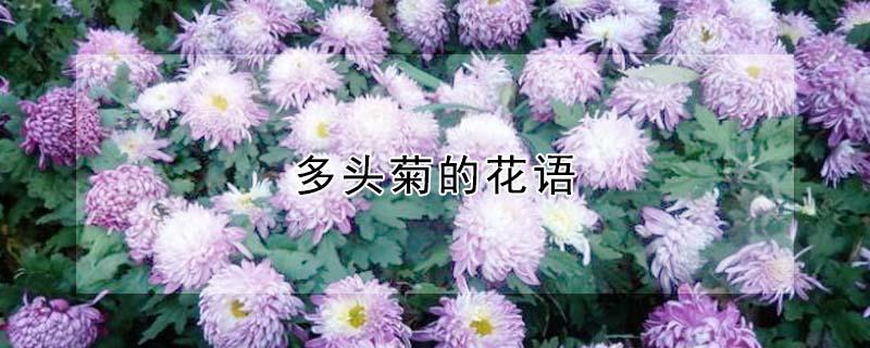 多头菊的花语 多头菊的花语是什么意思