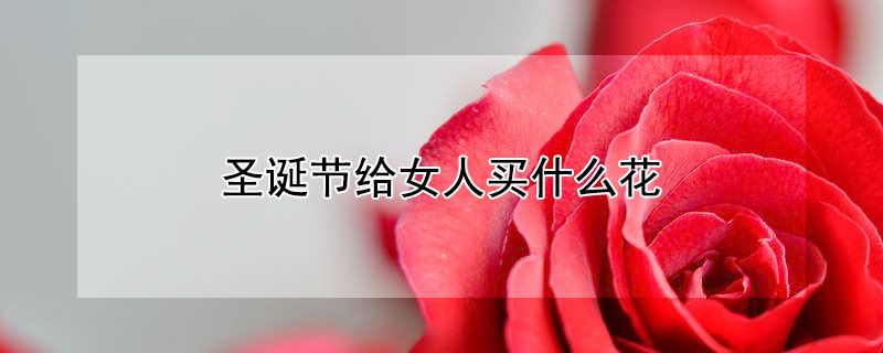 圣诞节给女人买什么花 圣诞节给女人买什么花束