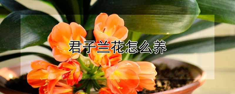 君子兰花怎么养（君子兰花怎么养好）