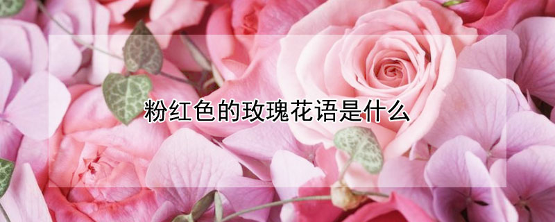 粉红色的玫瑰花语是什么（粉红色的玫瑰花语是什么意思）