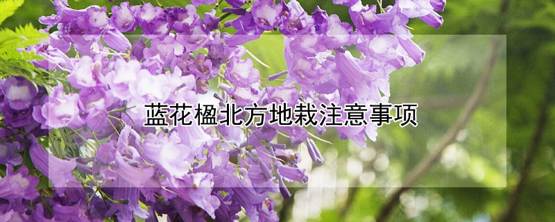 蓝花楹北方地栽注意事项（蓝花楹在北方可以栽植吗）