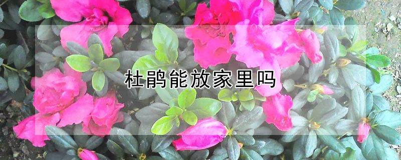 杜鹃能放家里吗（杜鹃能放家里吗风水好吗）