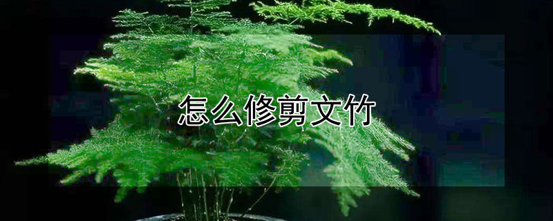 怎么修剪文竹（怎么修剪文竹视频）