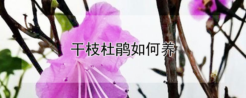干枝杜鹃如何养（干枝杜鹃养多久能开花）