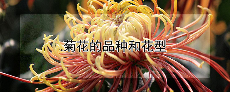 菊花的品种和花型 菊花的品种和花型名称