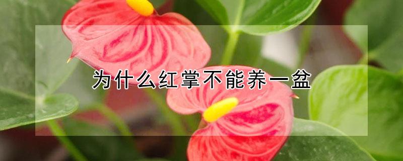 为什么红掌不能养一盆 进门见红掌的风水寓意