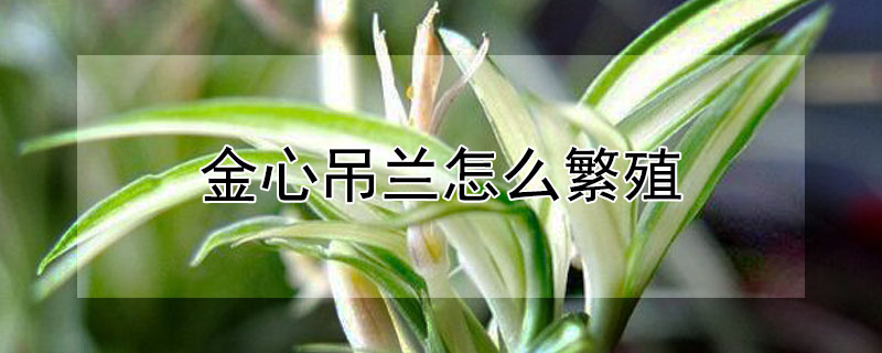 金心吊兰怎么繁殖（金心吊兰怎么繁殖后代）
