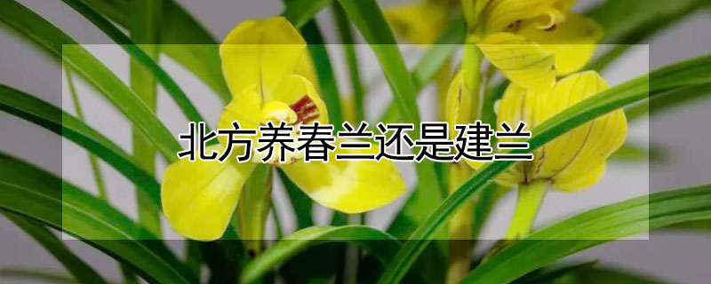 北方养春兰还是建兰（北方养春兰还是建兰好）