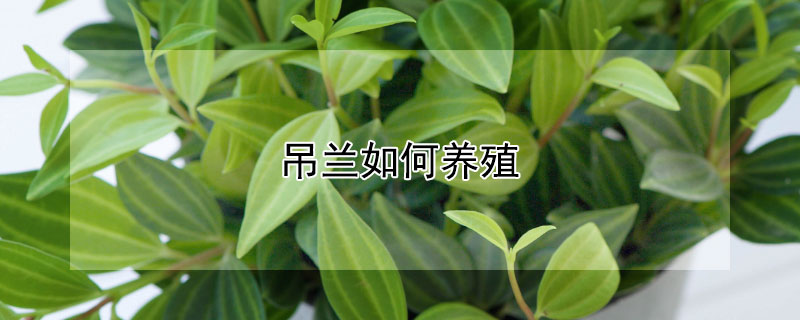 吊兰如何养殖（水培吊兰养殖方法）
