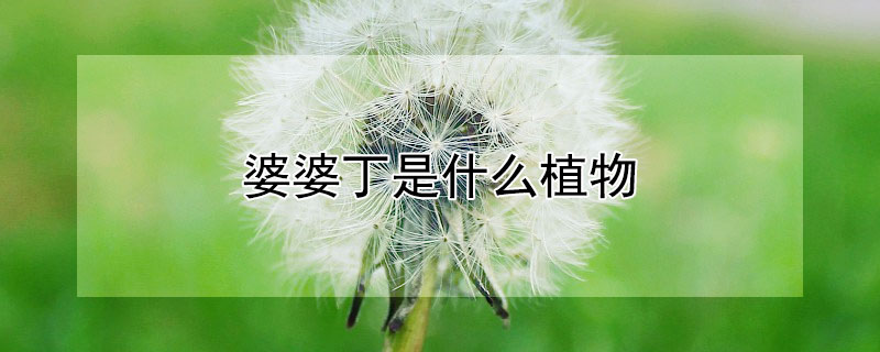 婆婆丁是什么植物（婆婆丁是什么野菜）