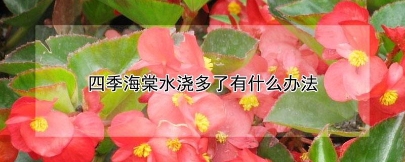 四季海棠水浇多了有什么办法 四季海棠花浇水多了会掉花吗