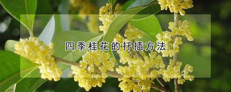 四季桂花的扦插方法 四季桂花的扦插方法和注意事项