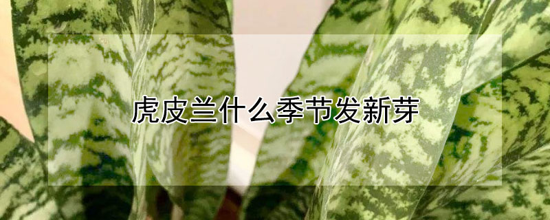 虎皮兰什么季节发新芽（虎皮兰几月份开始发芽）