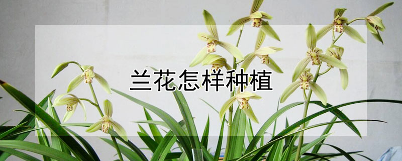 兰花怎样种植 兰花怎样种植才长得好