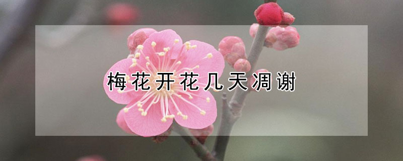 梅花开花几天凋谢 梅花开花几天凋谢一次