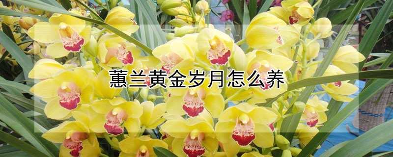 蕙兰黄金岁月怎么养（大花蕙兰黄金岁月刚开花）