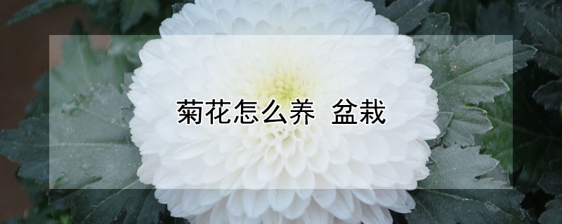 菊花怎么养（菊花怎么养殖方法）