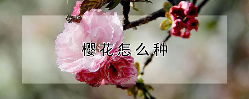 樱花怎么种 樱花怎么种植方法
