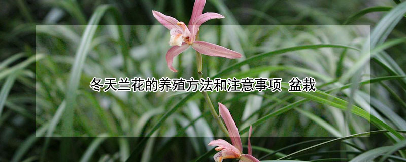 冬天兰花的养殖方法和注意事项 冬天兰花的养殖方法和注意事项有哪些