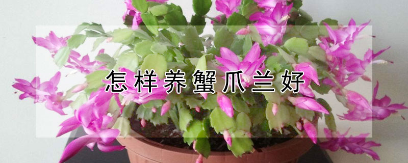 怎样养蟹爪兰好（怎样养蟹爪兰好养活）