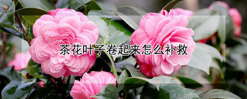 茶花叶子卷起来怎么补救 茶花叶子卷起来怎么补救视频