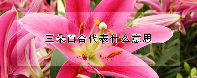 三朵百合代表什么意思（三朵百合代表什么意思是什么）