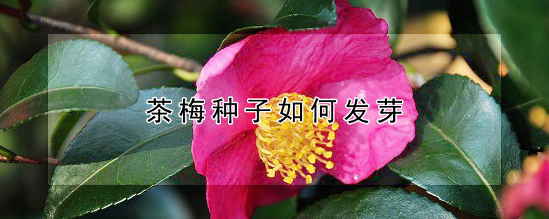 茶梅种子如何发芽 茶梅种子如何发芽视频