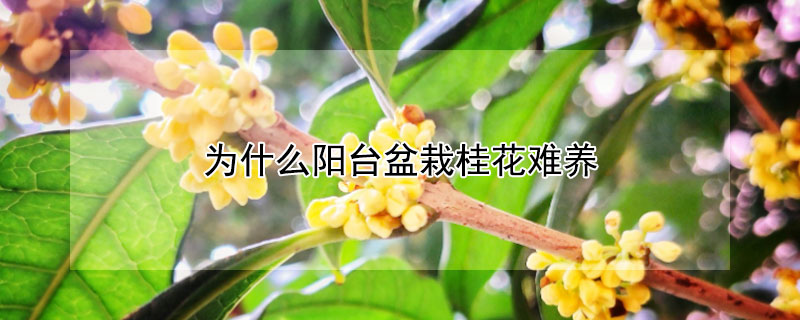 为什么阳台盆栽桂花难养（为什么阳台盆栽桂花难养呢）