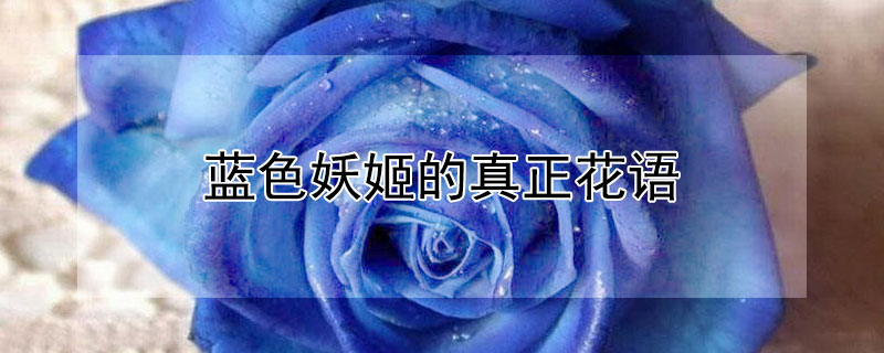 蓝色妖姬的真正花语（蓝色妖姬的真正花语图片）
